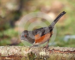 Spotted Towhee