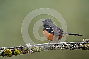 Spotted towhee bird (Pipilo maculatus) on a branch on blurred background photo