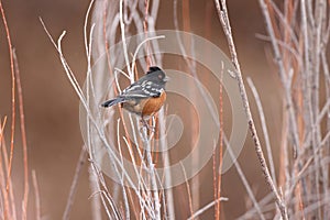 Spotted towhee, Bosque del Apache National Wildlife Refuge, New Mexico,USA