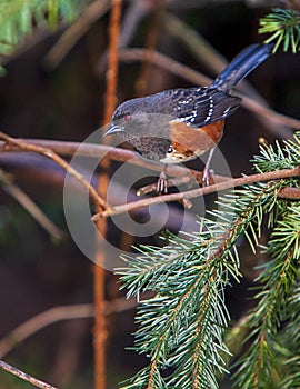 A Spotted Towhee on Evergreen Branch photo