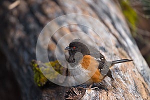 Spotted Towhee feeding in forest