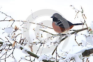 Spotted Towhee Pipilo maculatus on Snowy Branch