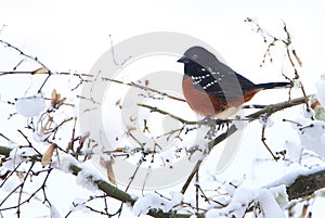 Spotted Towhee Pipilo maculatus on Snowy Branch photo