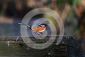Spotted towhee