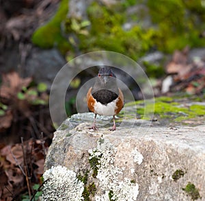 Spotted Towhee taking sun bath