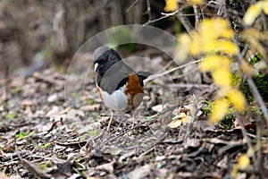 Spotted Towhee taking sun bath