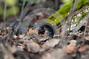 Spotted Towhee taking sun bath