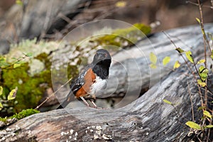 Spotted Towhee taking sun bath