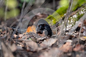 Spotted Towhee taking sun bath