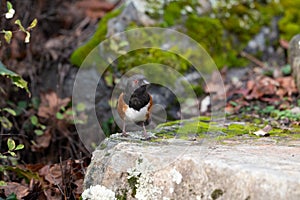 Spotted Towhee taking sun bath