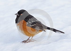 Spotted Towhee In Winter - Pipilo maculatus