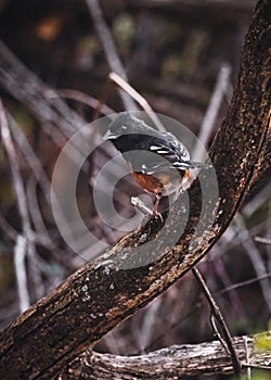 Spotted towhee (Pipilo maculatus) perched on the tree photo