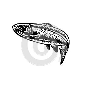 Spotted Trout Fish Jumping Woodcut Retro Black and White