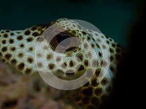Spotted Trunkfish