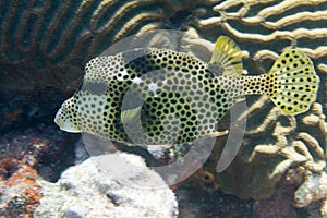 Spotted Trunkfish on Coral Reef