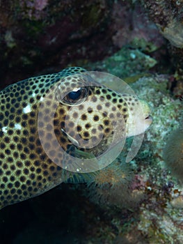 Spotted trunkfish, Lactophrys bicaudalis, Bonaire. Caribbean Diving holiday