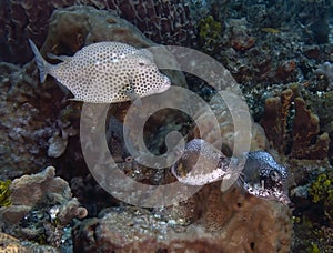 A Spotted Trunkfish (Lactophrys bicaudalis) in Cozumel