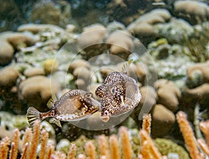 Spotted trunkfish,Lactophrys bicaudalis