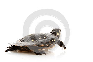 Spotted Turtle