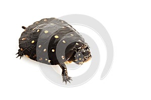 Spotted Turtle