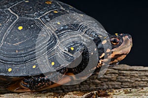 Spotted turtle