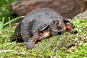 Spotted Turtle