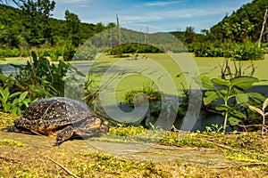 Spotted Turtle Clemmys guttata