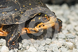 Spotted Turtle - Clemmys guttata photo