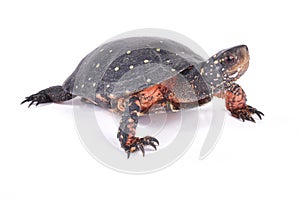 Spotted turtle, Clemmys guttata photo