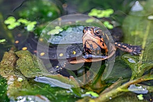 Spotted turtle Clemmys guttata, yellow spotted black carapace in a pond photo