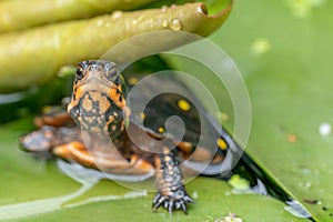 Spotted turtle Clemmys guttata, on a waterlily leaf