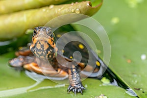 Spotted turtle Clemmys guttata, on a waterlily leaf photo