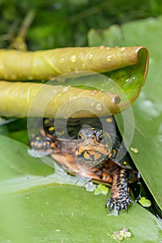Spotted turtle Clemmys guttata, yellow spotted black carapace under a waterlily leaf photo