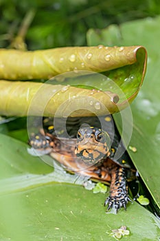 Spotted turtle Clemmys guttata, yellow spotted black carapace under a waterlily leaf