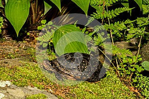 Spotted Turtle