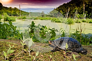 Spotted Turtle