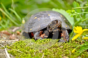 Spotted Turtle