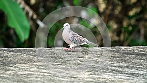 spotted turtle dove
