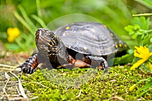 Spotted Turtle