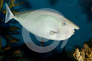 Spotted unicornfish (Naso brevirostris) photo