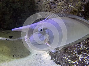 A Spotted Unicornfish Naso brevirostris