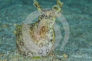 Spotted sea hare with head up