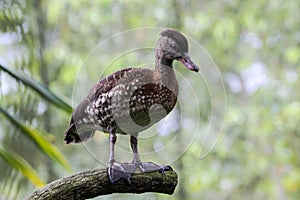 Spotted Whistling Duck