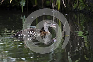 A spotted whistling duck on the river, Spotted whistling duck