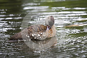 A spotted whistling duck on the river, Spotted whistling duck