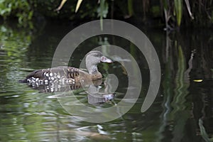 A spotted whistling duck on the river, Spotted whistling duck