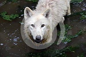 Spotted White Arctic Wolf in Lake Portrait