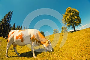 Spotted white cow eats grass on alpine meadow with high alone ye