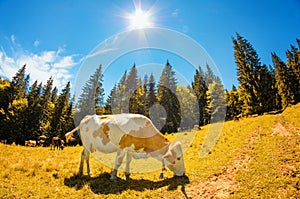 Spotted white cow eats grass on alpine meadow with high fir tree