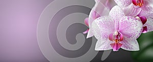 A  spotted white orchid flower on blurred pink background